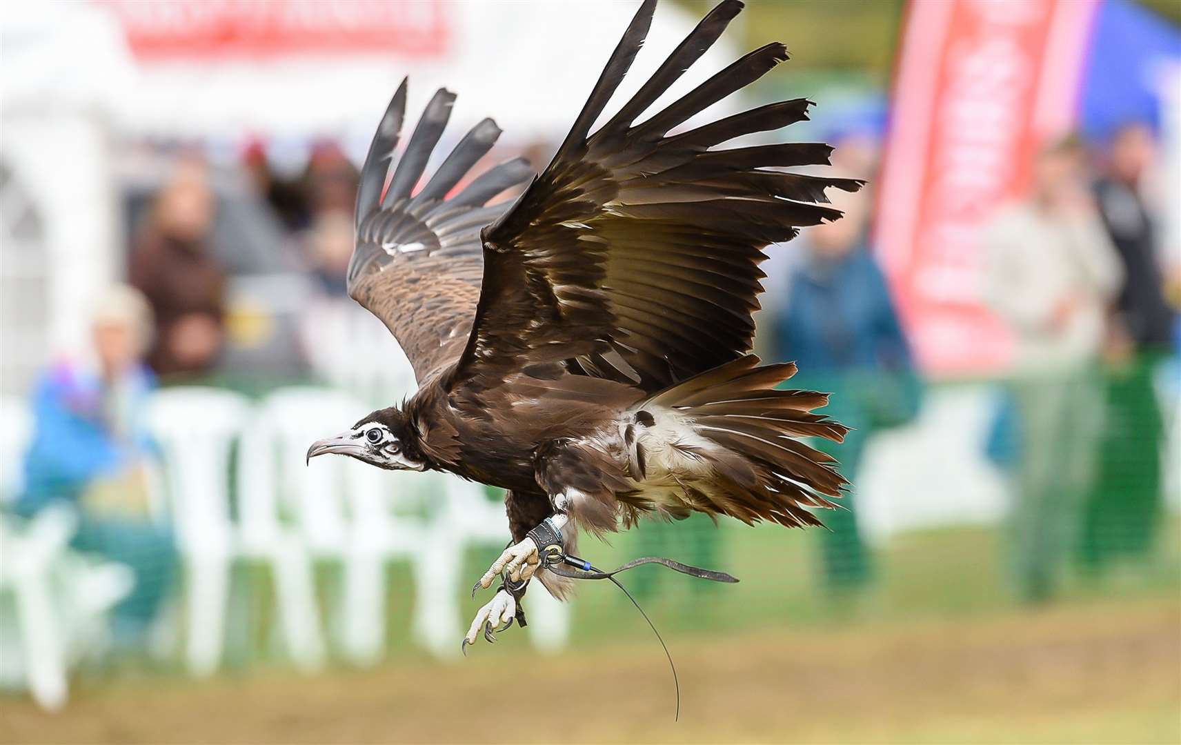 Birds of prey will be flying in the main display ring. Photo: Alan Langley