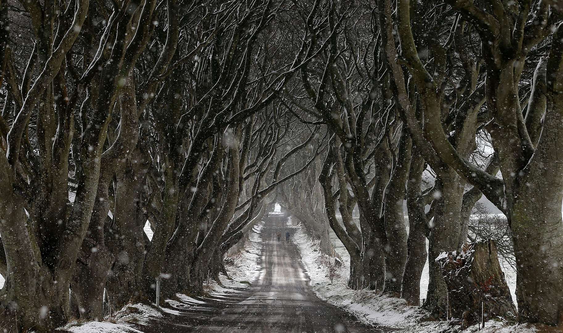 The Dark Hedges featured in Game Of Thrones and attract scores of tourists (Niall Carson/PA)