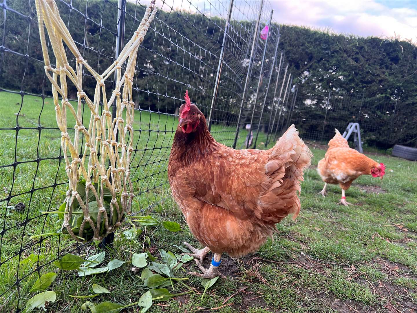 A couple of Katriona Shovlin's hens. Picture: Megan Carr