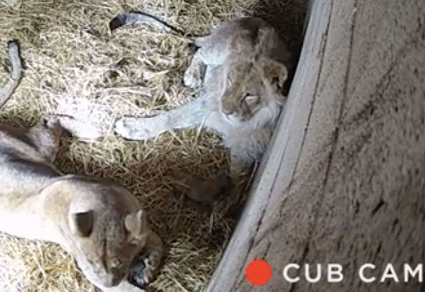 Lion cub death at Port Lympne Reserve in Hythe sparks social media row