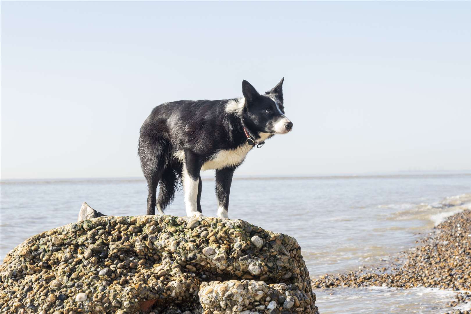 One-year-old border collie Sweep must take a boat to work as a sheepdog at Orford Ness, off the Suffolk coast (National Trust/Richard Scott/PA)