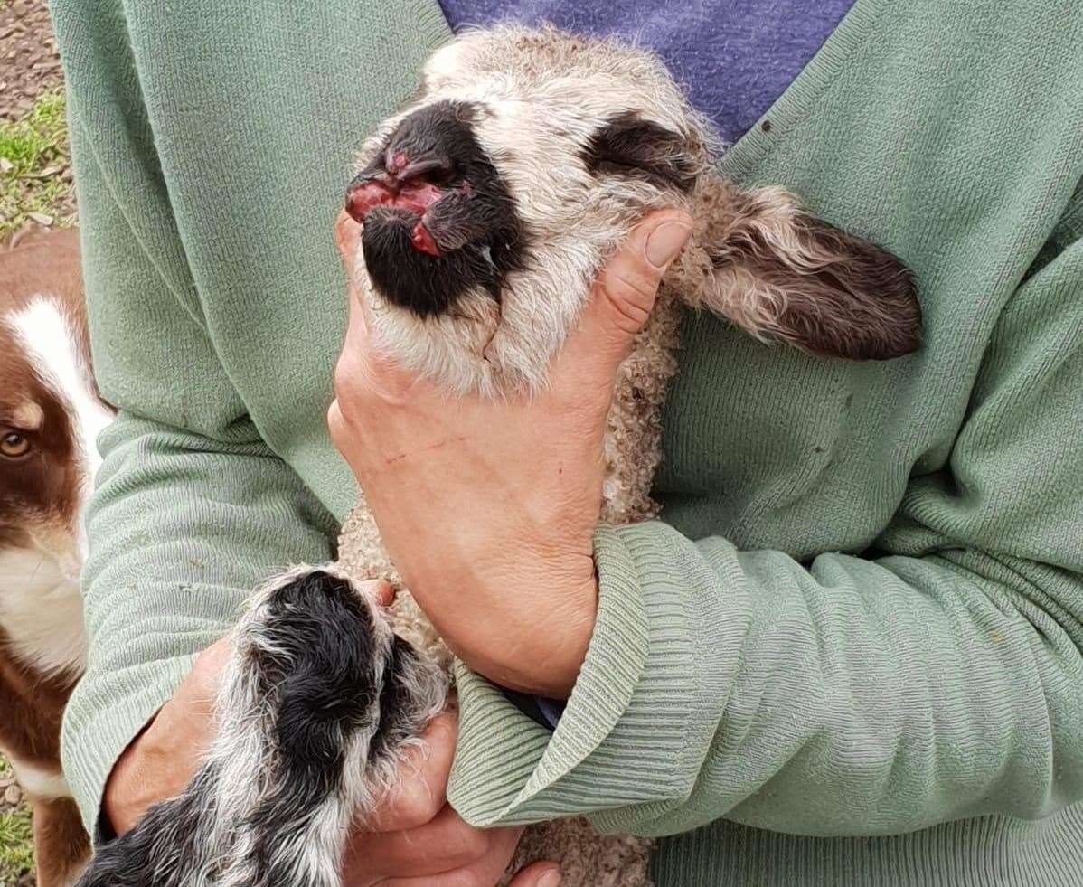 Lizzie Offens rescued a lamb from death's door after crows pecked at its mouth