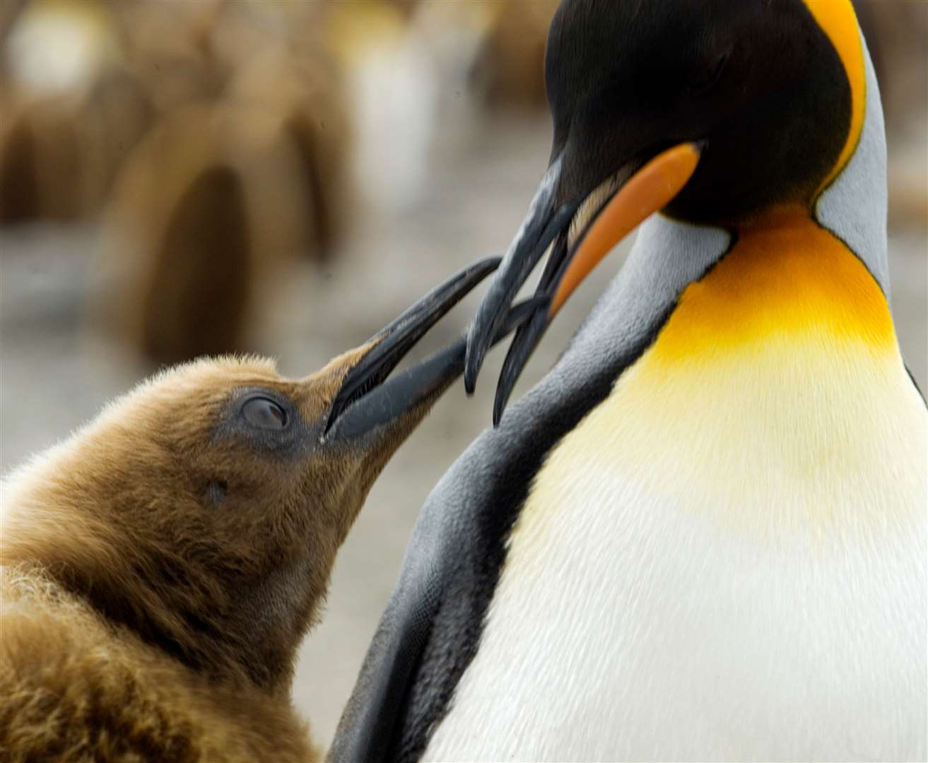 Baby king penguin taking food from its mother, Antarctica (Wim van Passel/ WWF)