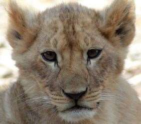 One of the female cubs