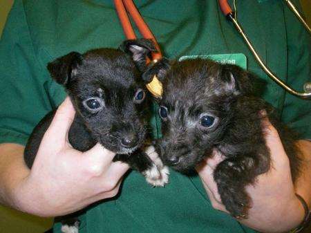 dumped puppies