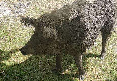 Pigs in blankets? The pigs have an unusual woolly coat