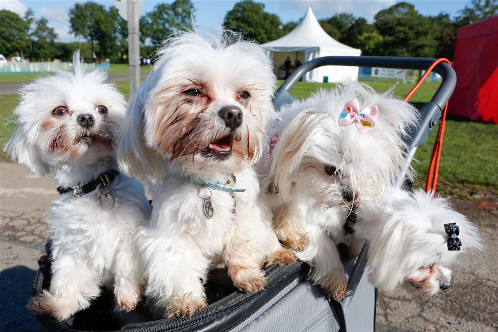 Paws in the Park at the Kent Showground