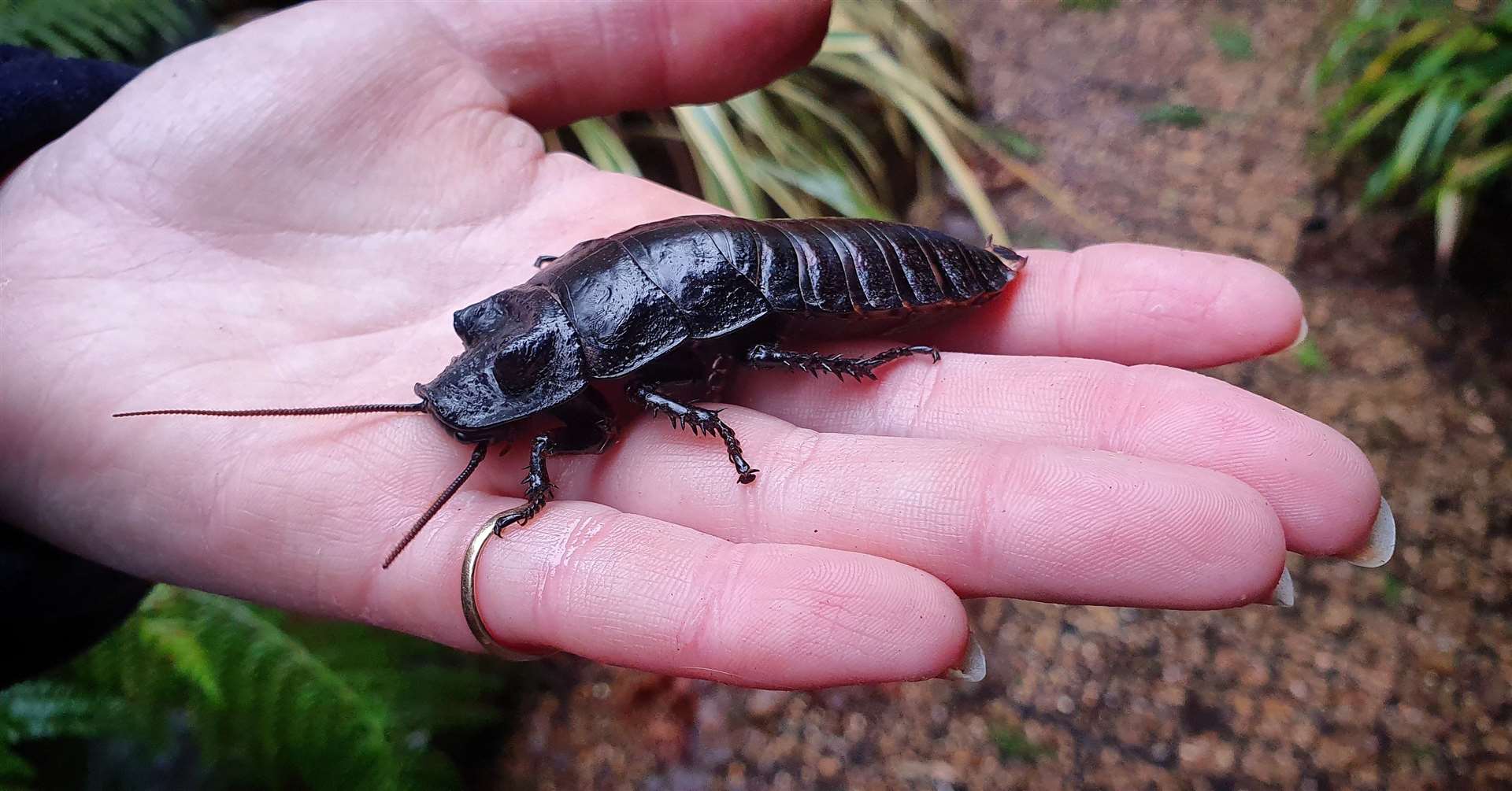 A Madagascan hissing cockroach