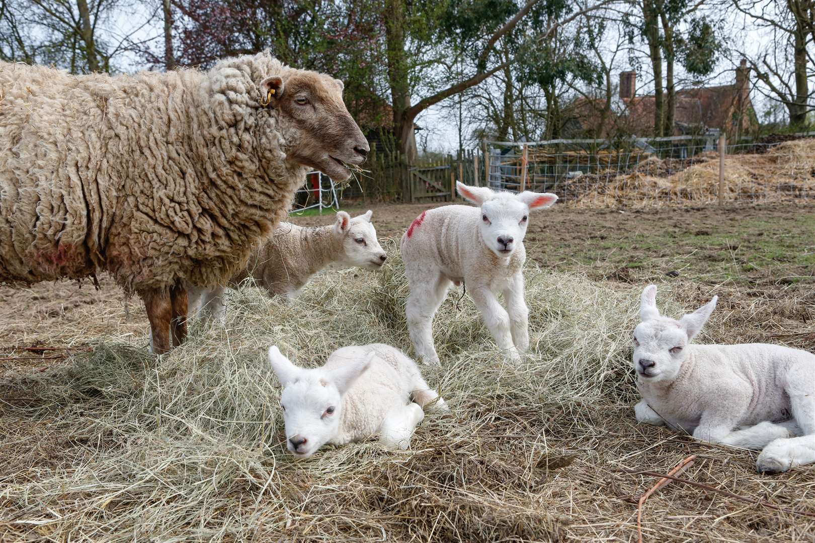 The sheep on the farm are in for a musical treat today