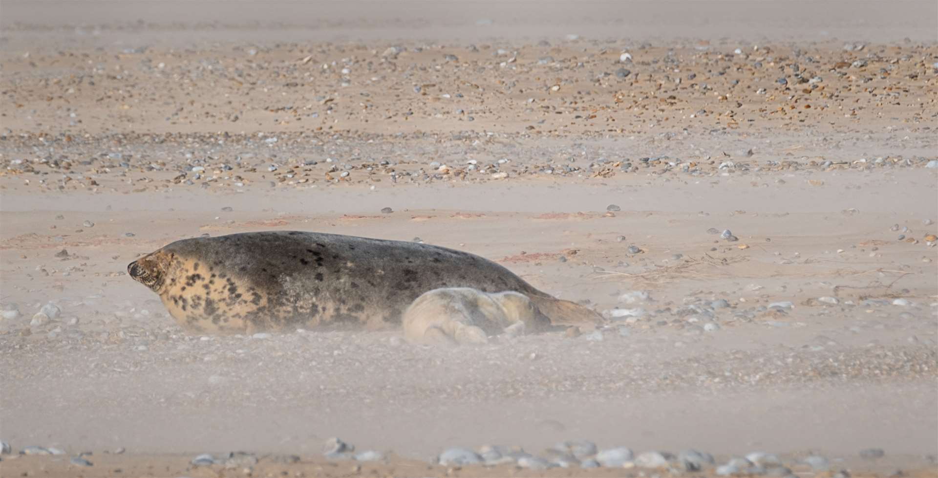 The first grey seal pup of the season has been born at Blakeney Point in Norfolk (Hanne Siebers/ National Trust/PA)