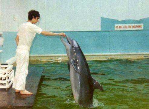 Margate's Dolphinarium was hugely popular in the 1960s and 70s