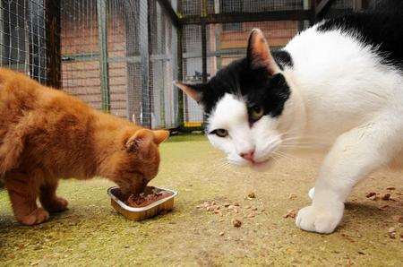 Judas the rather large cat, at Happy Endings animal sanctuary, Ospringe.