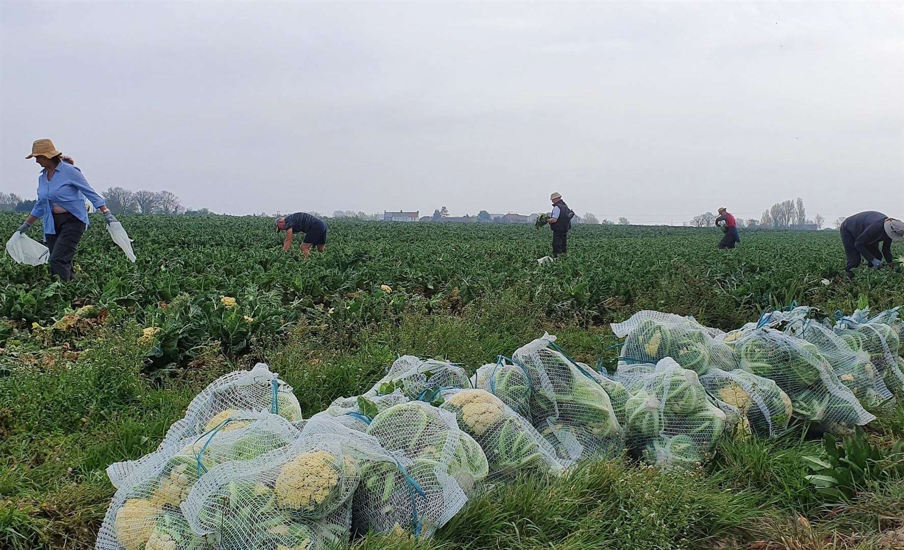 The group have been saving tons of fruit and veg