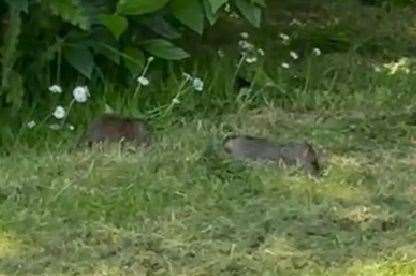 Ionut Schiopo says he left the park as soon as he spotted the two rats. Picture: Ionut Schiopo