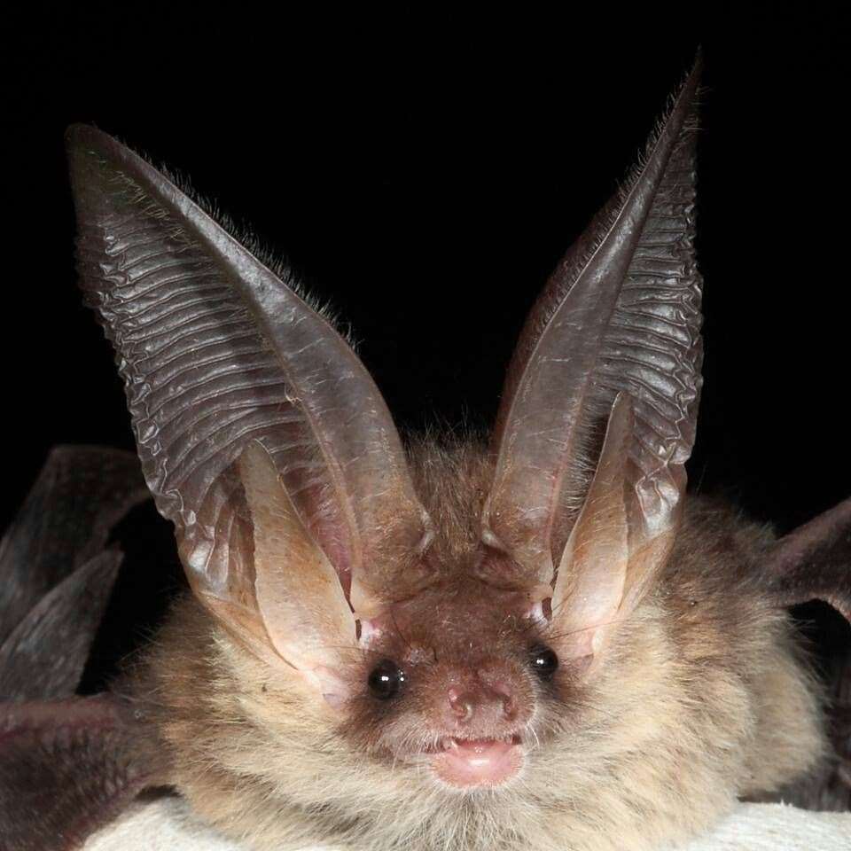 A brown long-eared bat