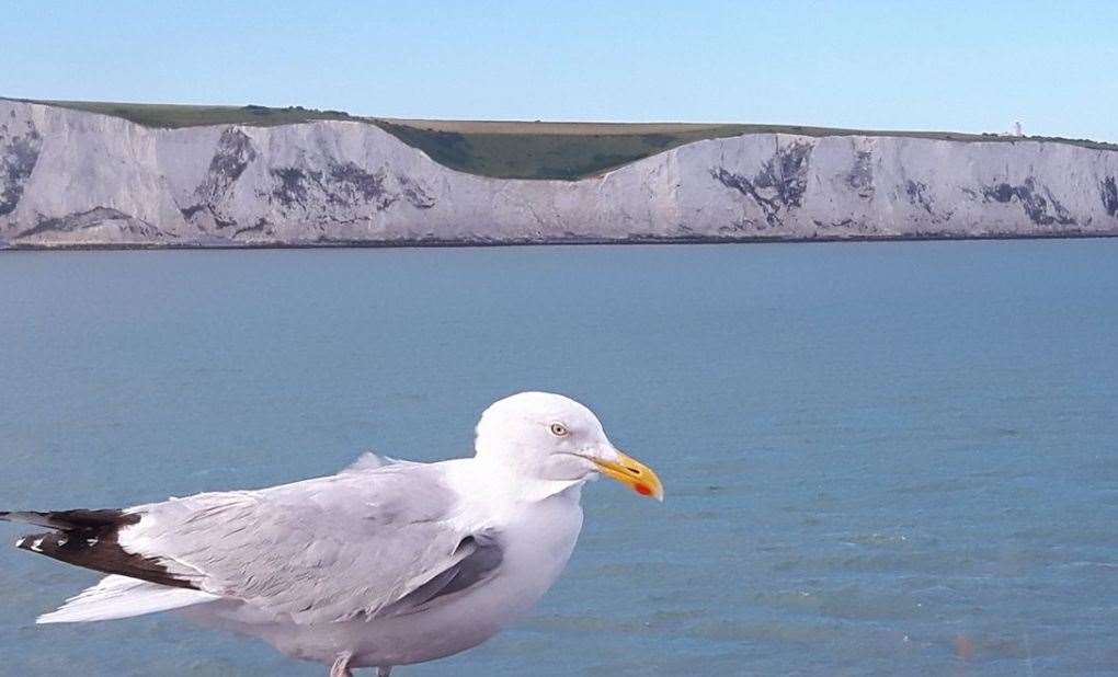 The White Cliffs of Dover, as seen from an incoming ferry