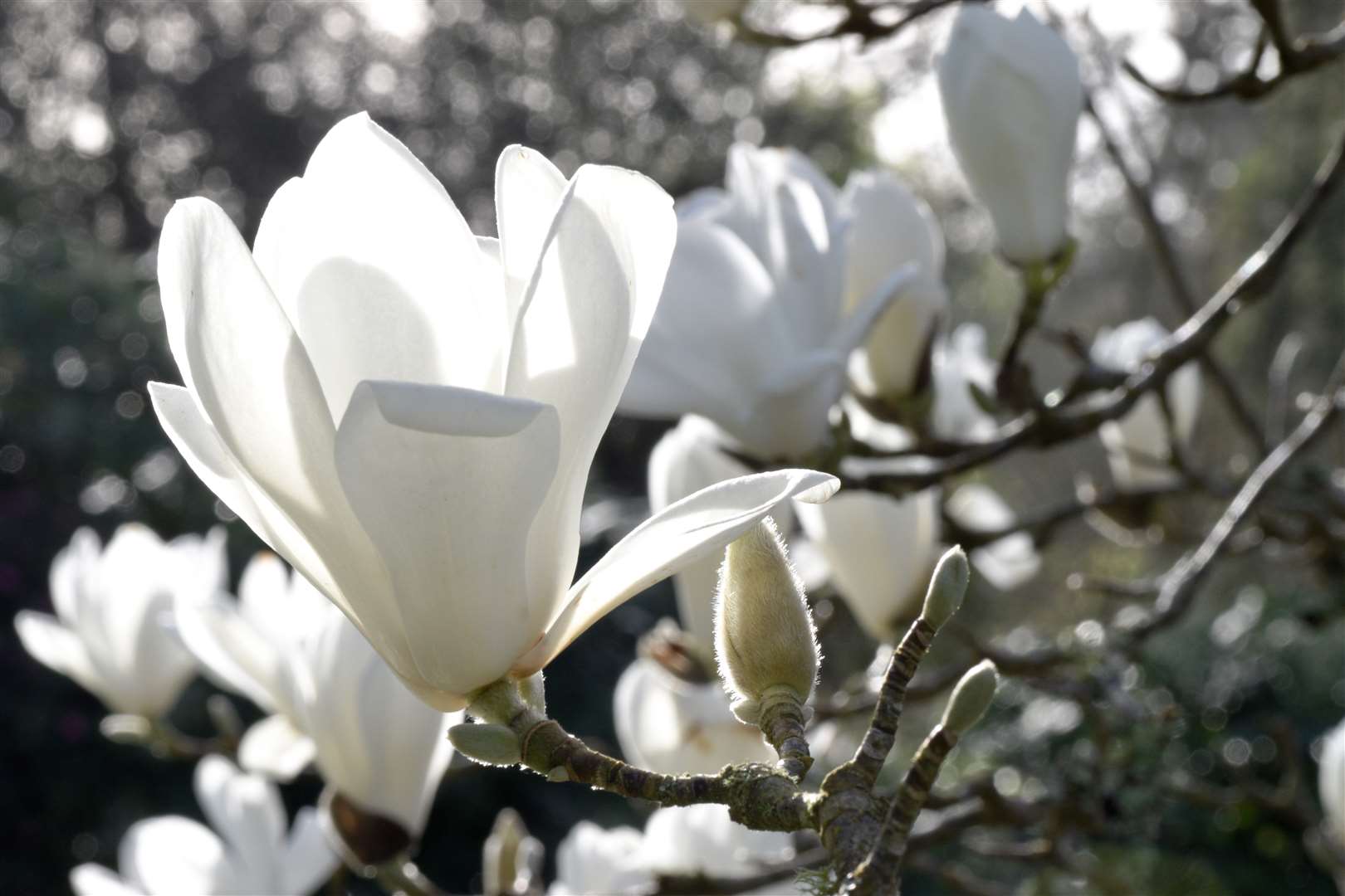 Magnolia in bloom is a key sign of spring for many people (Hilary Daniel/National Trust/PA)