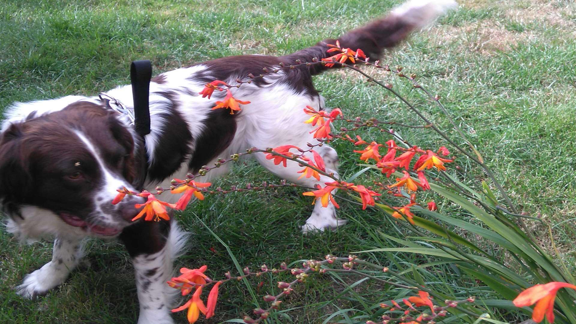 He has gone from a scared, jumpy dog to a confident boy. Picture: RSPCA