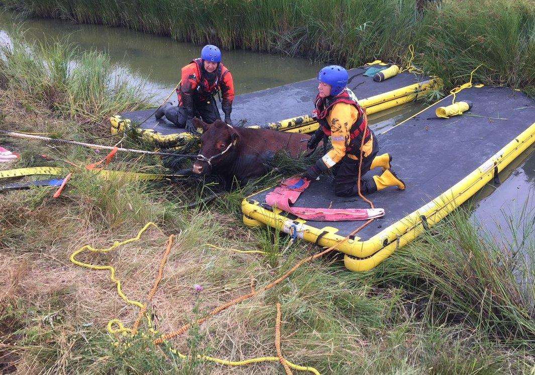 The animal being dragged to safety. Pic: KFRS