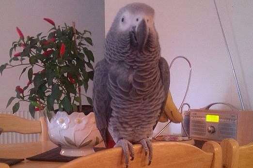 Rocky the parrot is on the loose