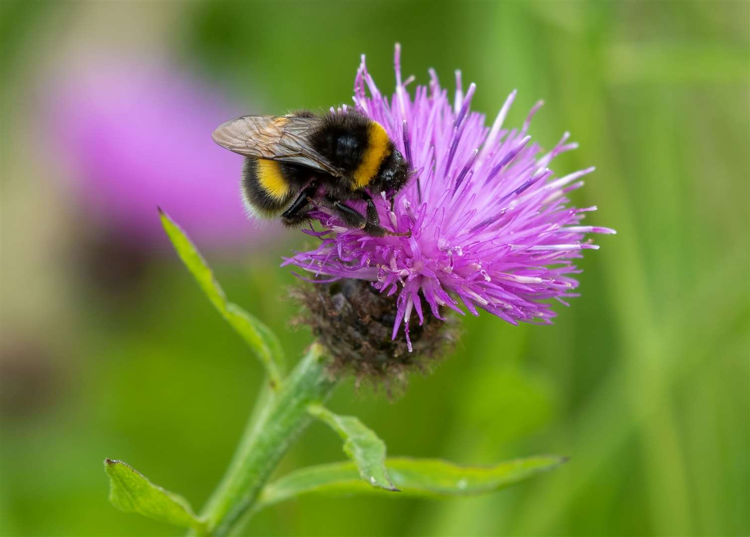 The RHS is looking for ‘Bumblebee Spotters’. Image:Getty Images.