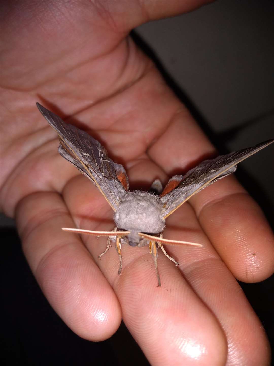 Elephant moth found by Nick Harper in Marden