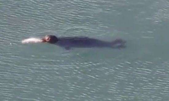 A seal was caught on camera catching a fish in Ramsgate this morning. Picture: @Teamcurt on TikTok