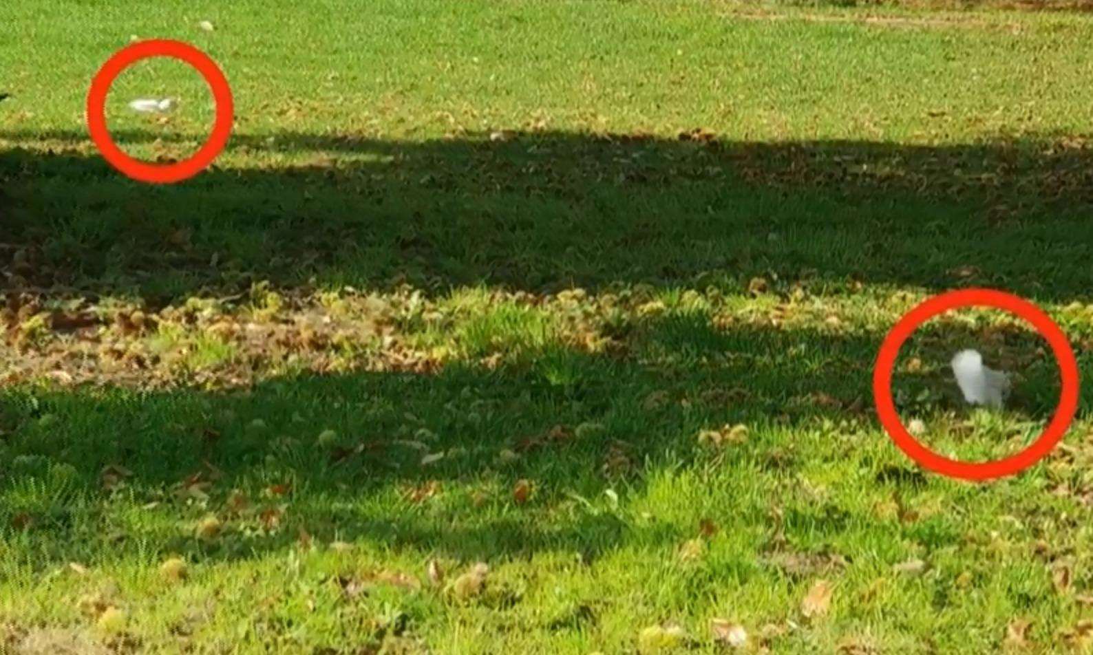 Albino squirrels spotted at Leybourne Lakes