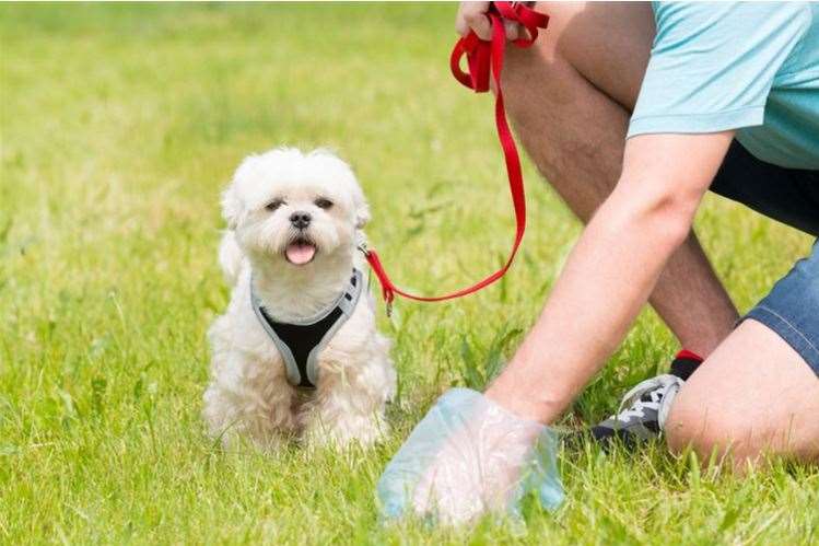 People are invited to register their dogs. Picture: GettyImages