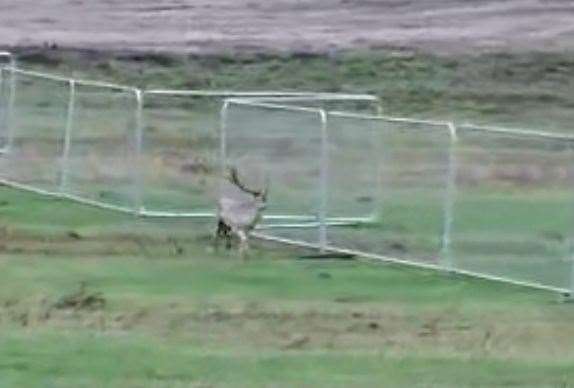 It is believed the stag has wandered out of its usual territory into Thanet while looking for a mate. Picture: Liz Miller