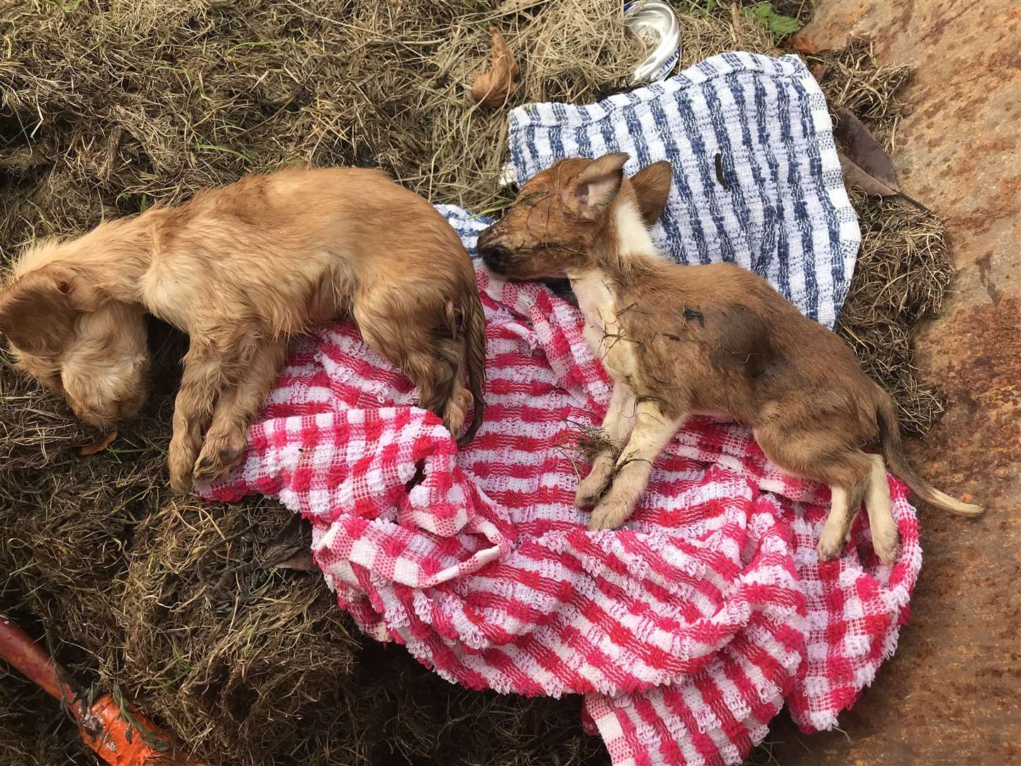 The two puppies were found in Tonbridge this morning. Picture: RSPCA (52754449)