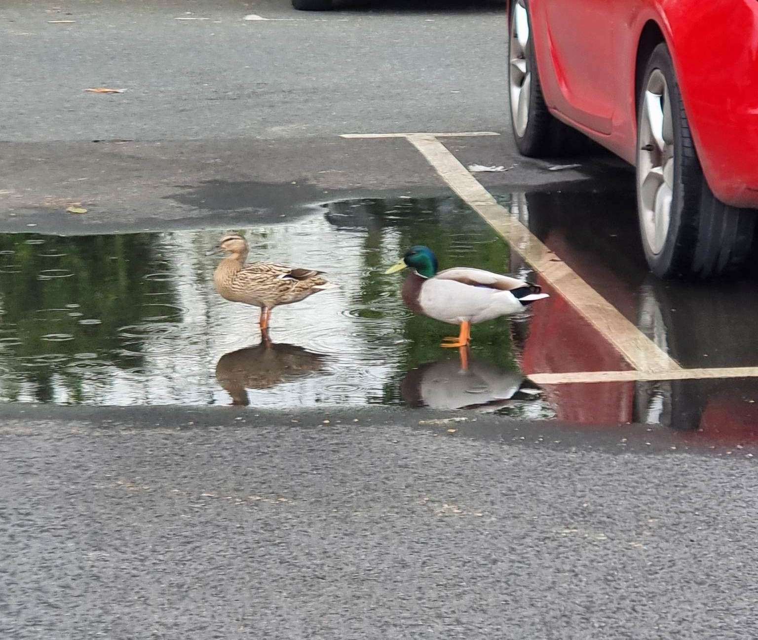 The female duck (left) died on Monday evening. Picture: Vikki Montague