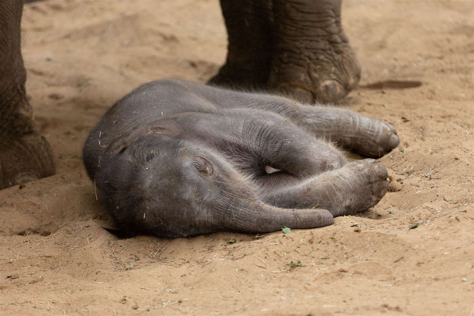 Zookeepers said they were ‘delighted’ by the arrival (ZSL Whipsnade Zoo)