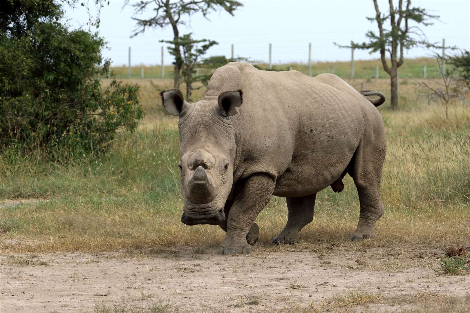Sudan: the last male Northern White Rhino died last year. Picture by Glyn Edmunds