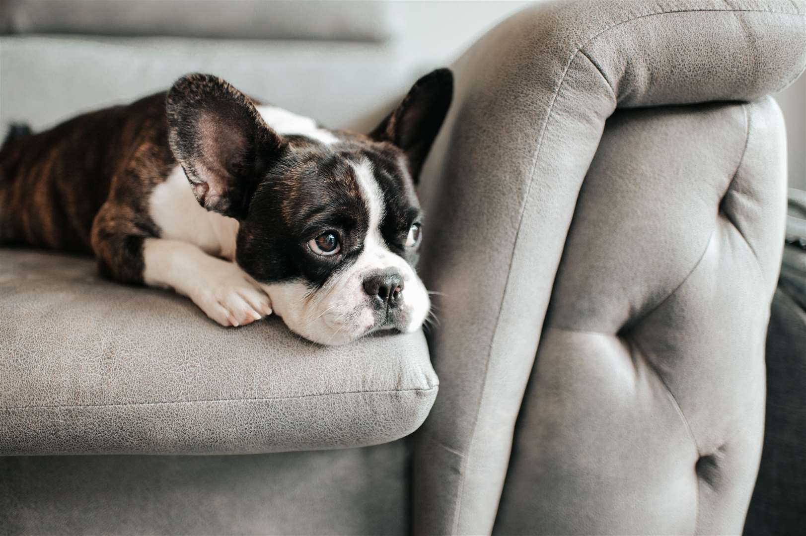 French bulldogs were the most popular dogs to be bought during lockdown last year