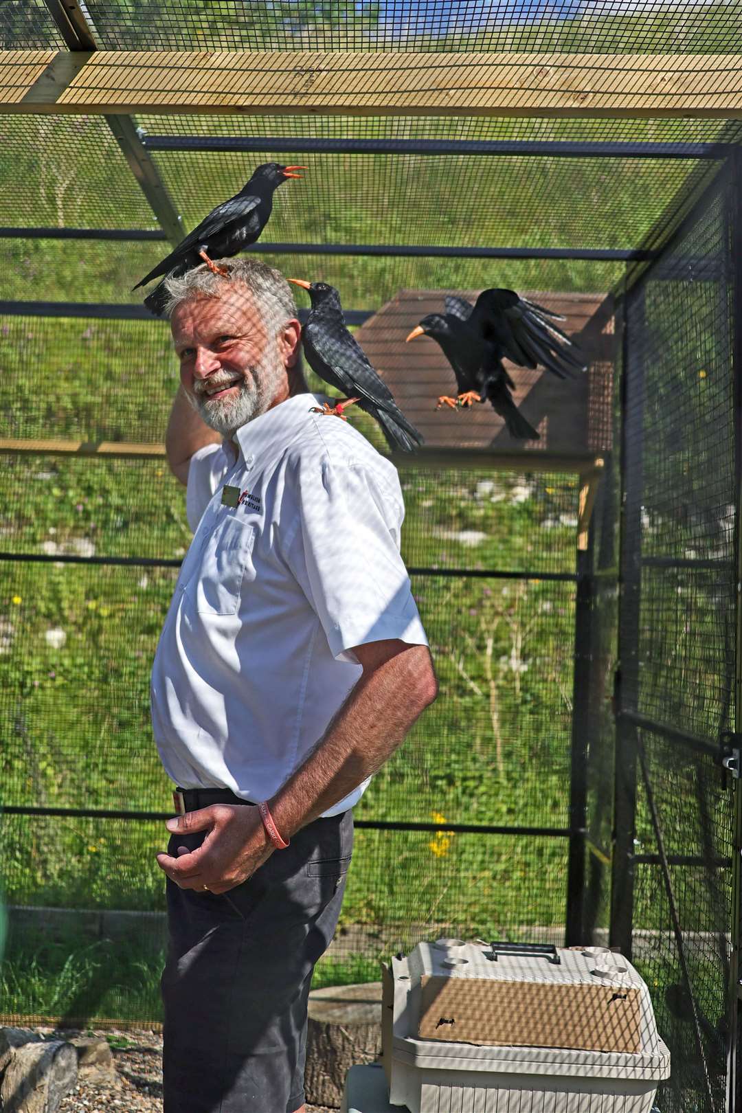 English Heritage's Gavin Wright inside the aviary Picture: Kent Wildlife Trust/English Heritage/Wildwood Trust