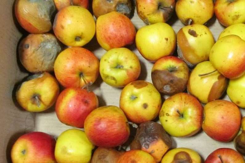 Food could be left to rot in trucks if a Brexit deal is not struck, it's been claimed. Stock image