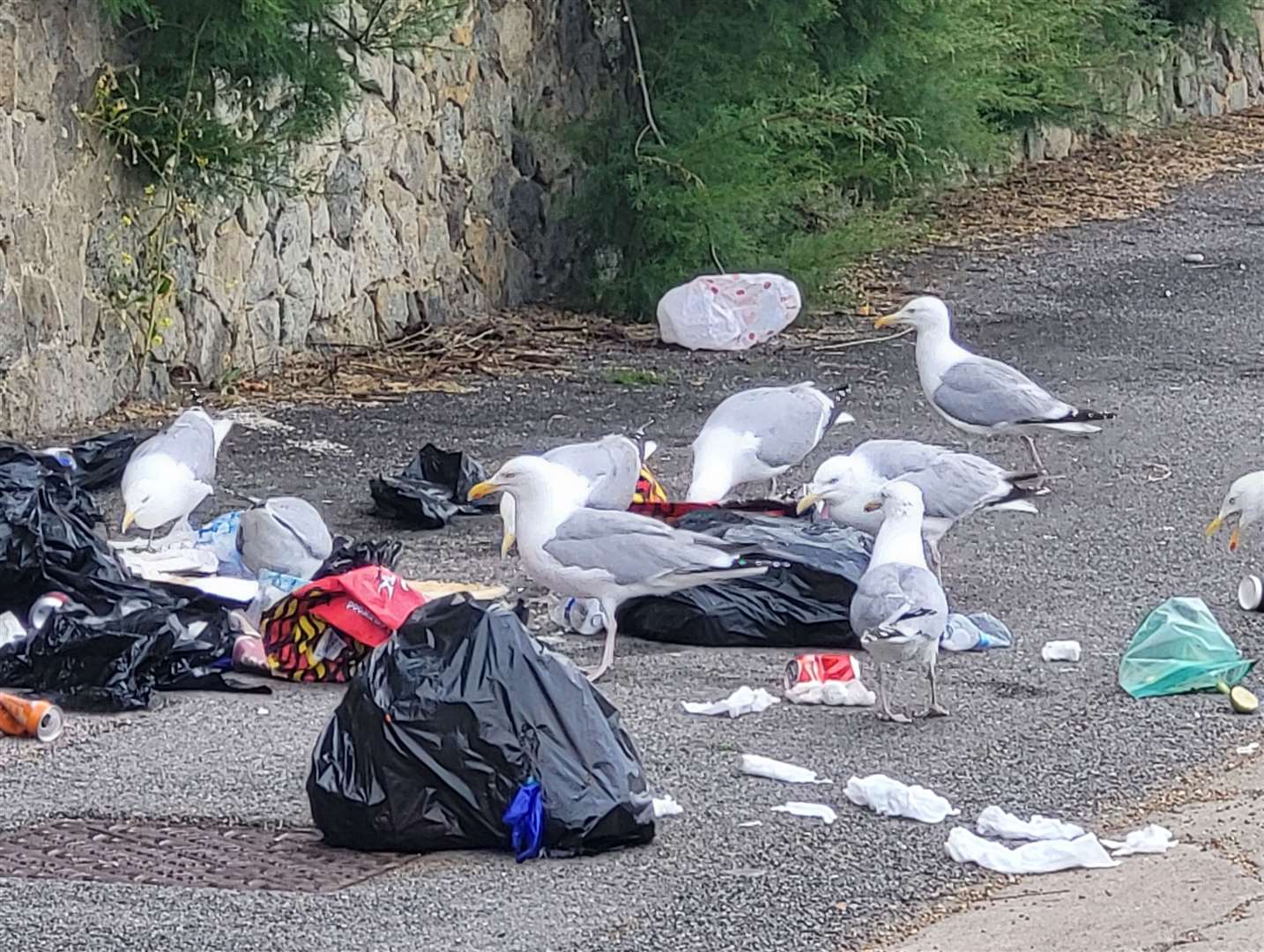 Seagulls could be seen foraging in the rubbish this morning. Picture: Liam Godfrey
