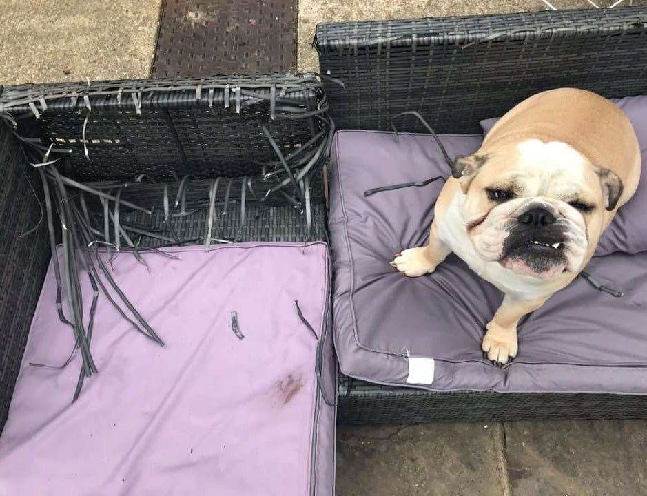 Sarah Leimetter shared this picture of her smug-looking dog and a shredded seat