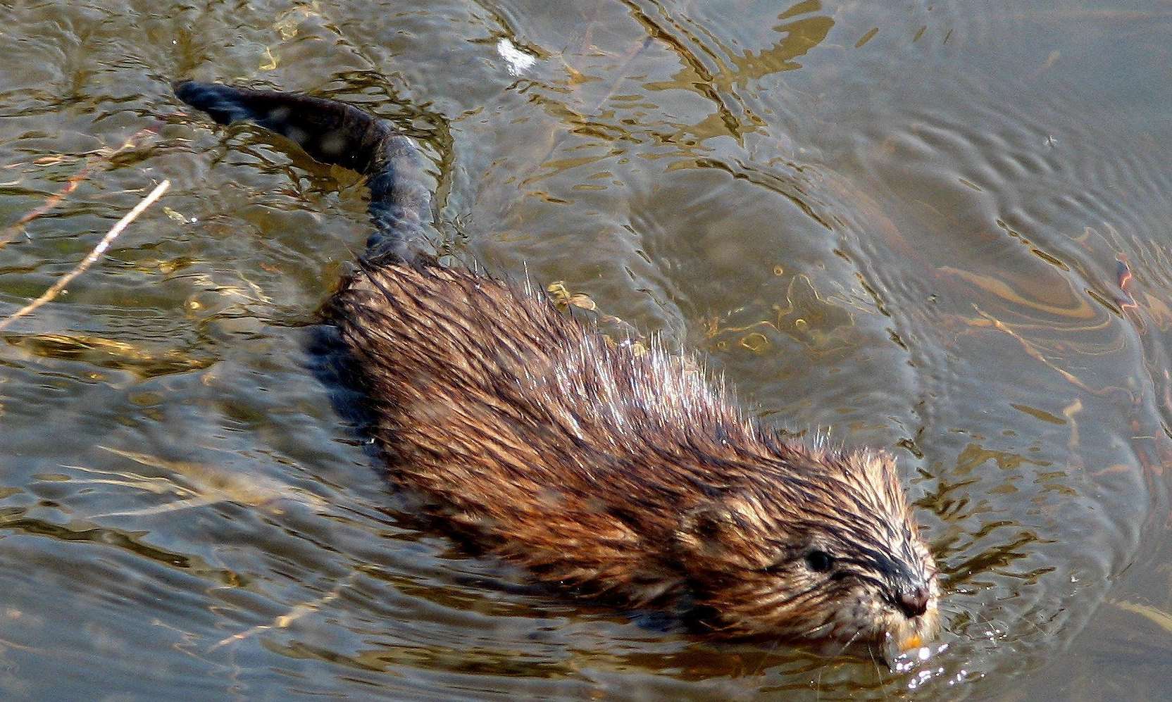 Stock pic of a muskrat