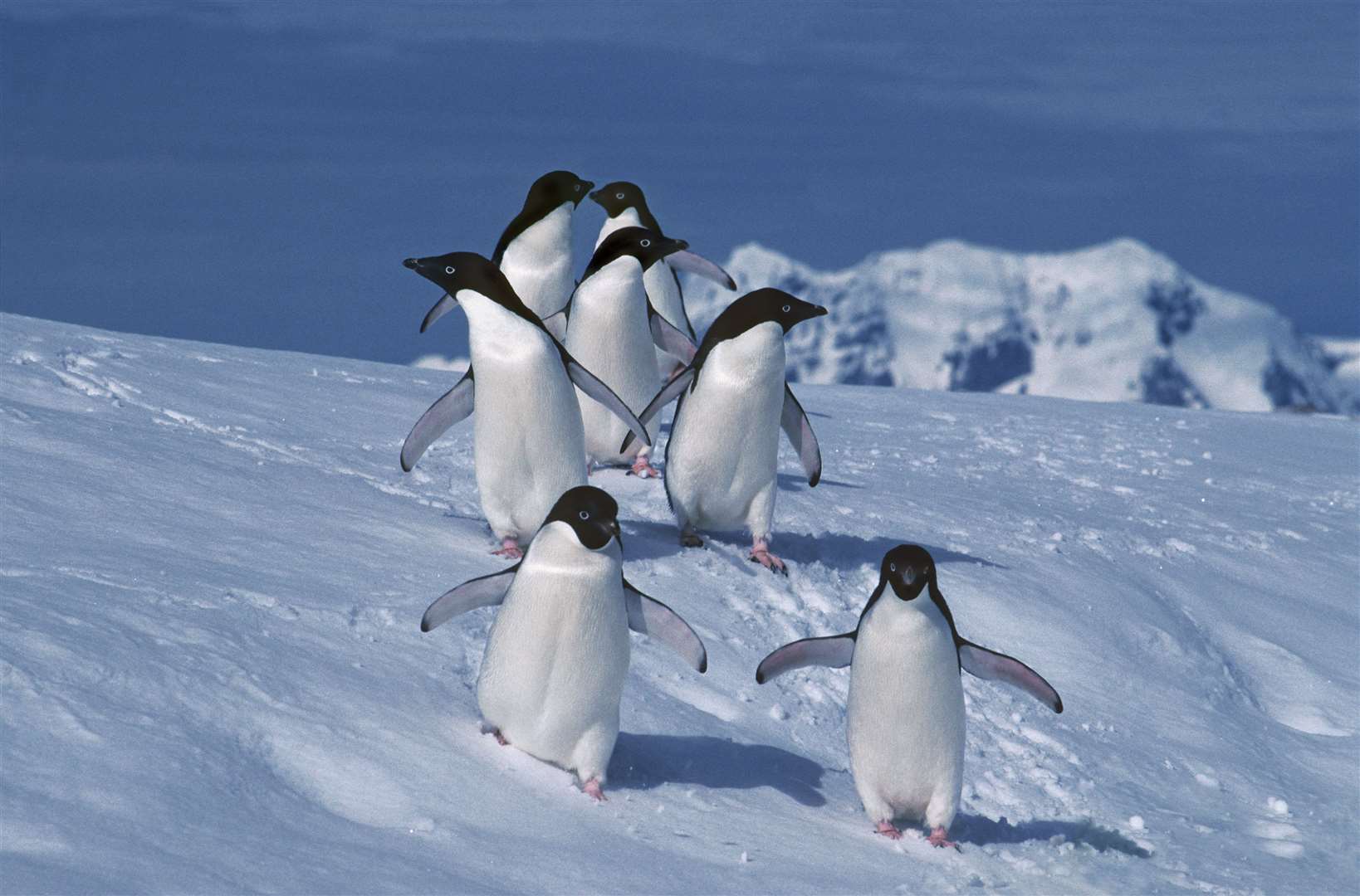 Penguins can swim faster than they can walk (British Antarctic Survey/PA)