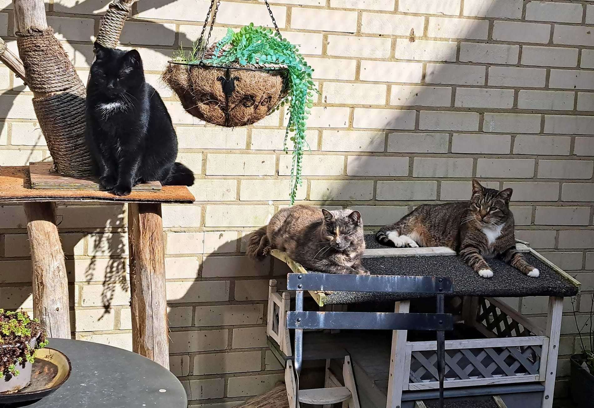 Cosy Cat Cafe in Herne Bay is struggling with soaring bills and dwindling customers. Picture: Christeen Norfolk