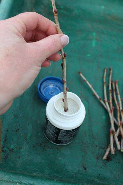 Dip the cutting into hormone rooting compost