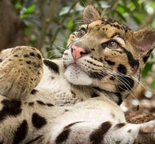 Django was born at Dortmund Zoo in March 2015. Picture: Pairi Daiza