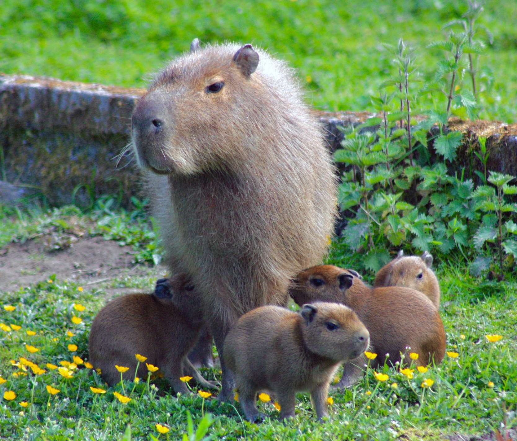 Four baby capybaras were born at Exmoor Zoo (Handout/PA)