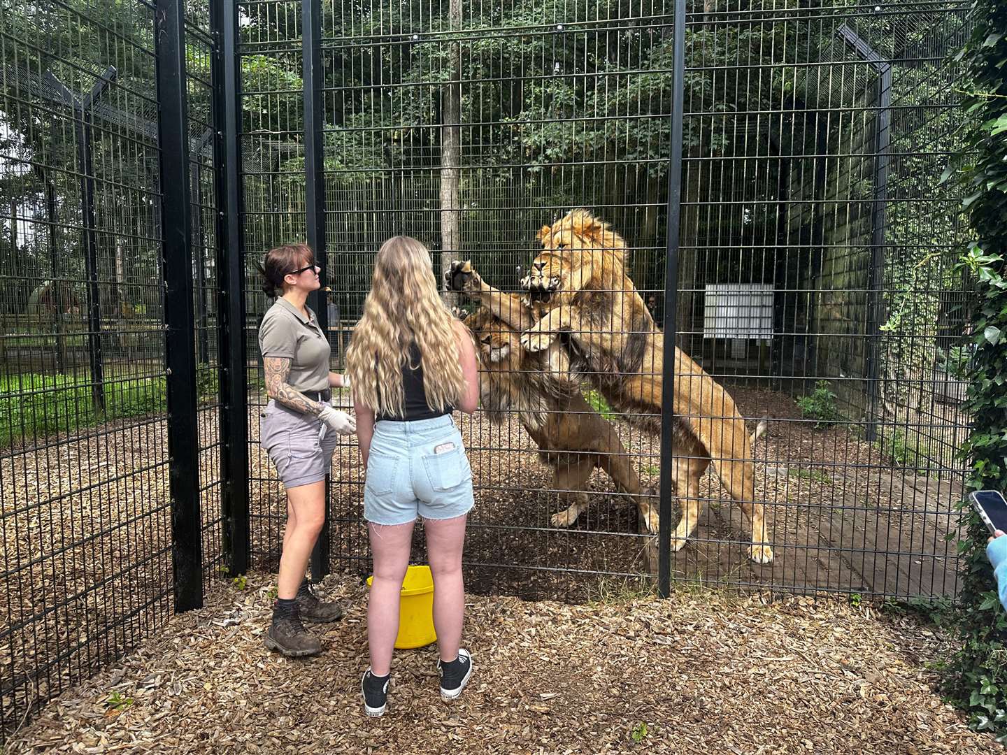 It was quite an experience coming face to face with a pair of lions