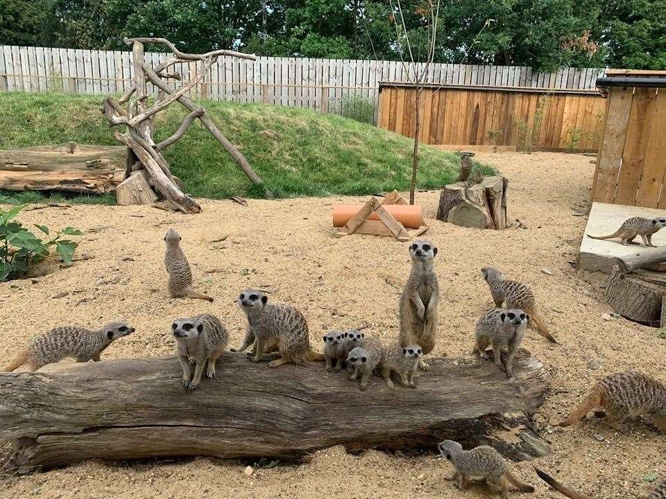 Meerkats at the zoo. Picture: The Fenn Bell Conservation Project
