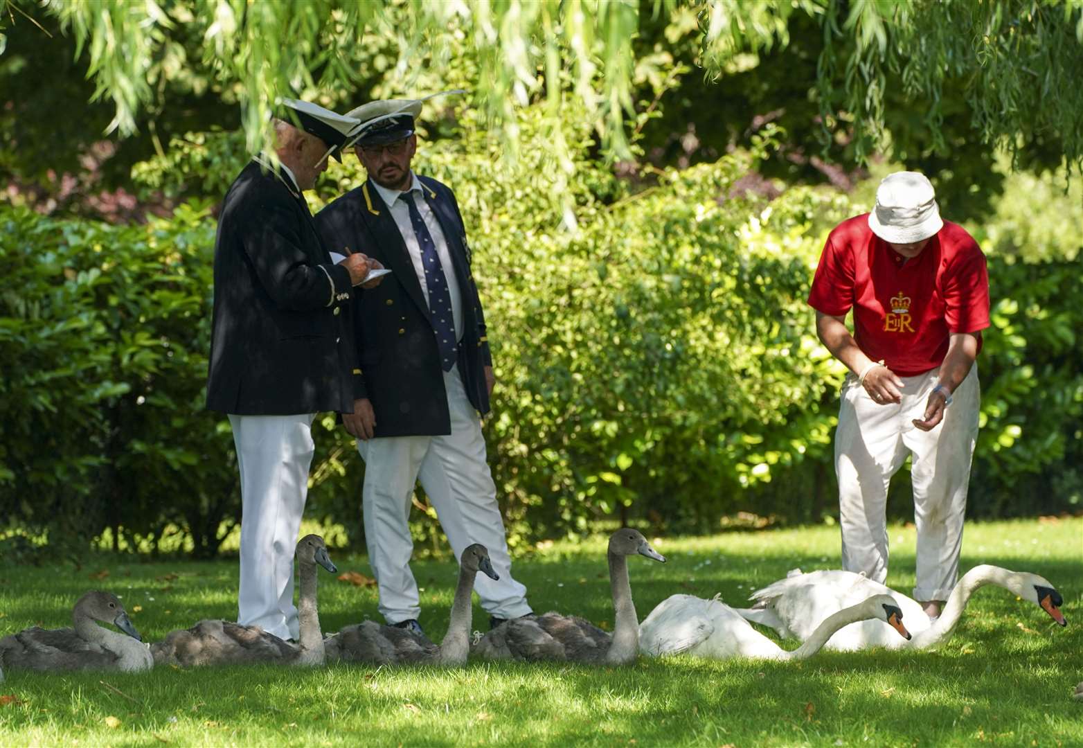 The team check the health of cygnets (Steve Parsons/PA)