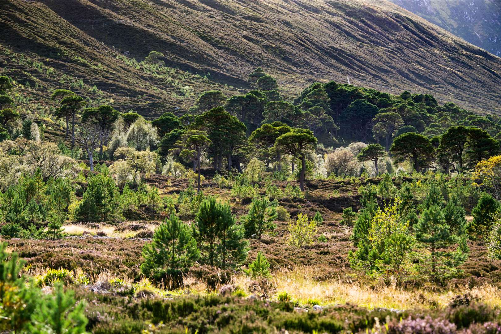 Tree planting and deer culling at Alladale in Sutherland over the last 21 years has transformed the rugged landscape (HEIF/European Nature Trust/Gethin Chamberlain/PA)