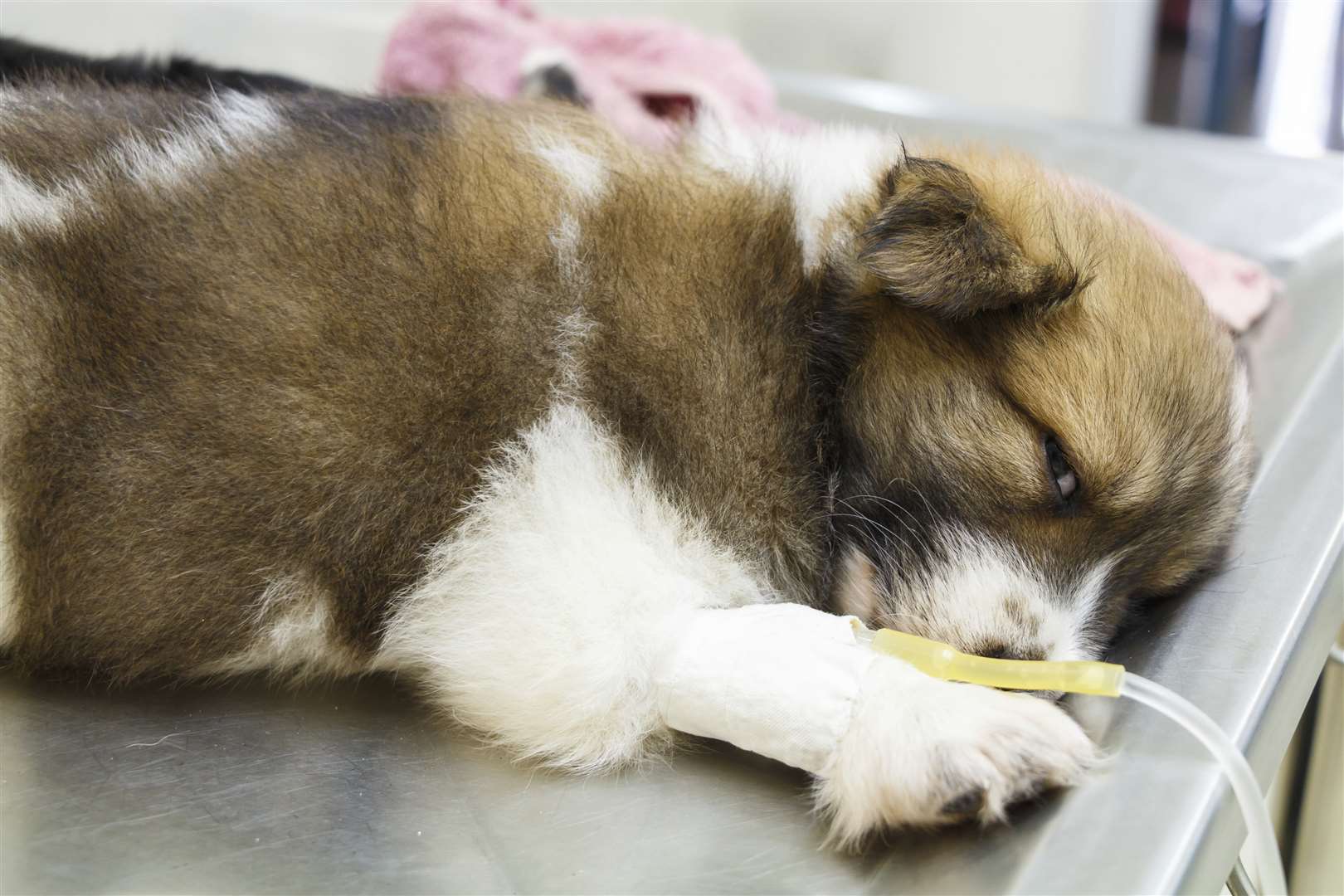 A dog on an intravenous drip